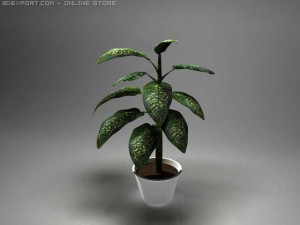 plant dieffenbachia 3D Model