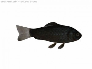 fish Modèle 3D