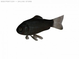fish Modèle 3D