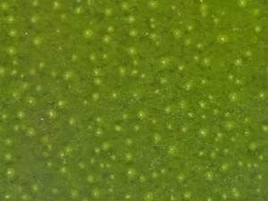 highres fruits textures CG Textures