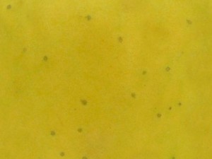 highres fruits textures CG Textures