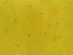 highres fruits textures CG Textures