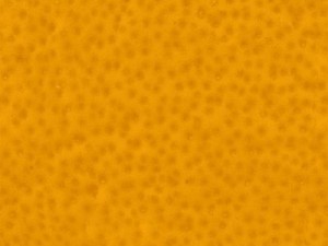 highres fruits textures CG Textures