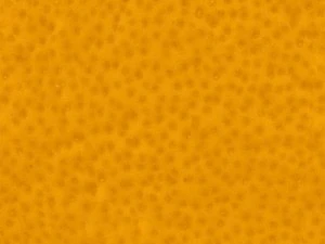 highres fruits textures CG Textures