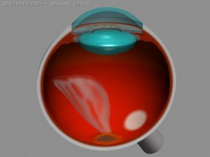 human eye 3D 모델