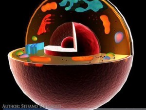 cell cutaway c4d 3D मॉडल