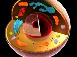 cell cutaway c4d 3D मॉडल