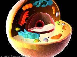 cell cutaway c4d 3D मॉडल