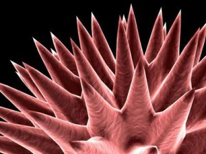 3 virus collection 3D Model