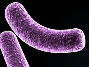 bakterie Bacillus Model 3D