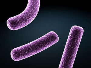 bacillus bacteria 3D Model