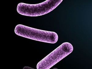 bacillus bacteria 3D Model