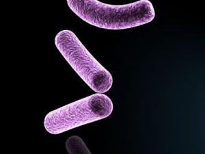 bacillus bacteria 3D Model