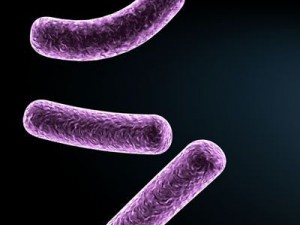 bacillus bacteria 3D Model
