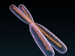 chromosome with dna 3D Model