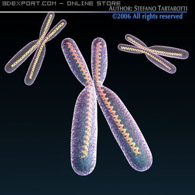 Chromosome With Dna 3d Model In Anatomy 3dexport