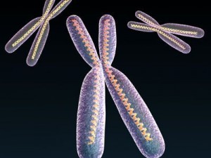 chromosome with dna 3Dモデル