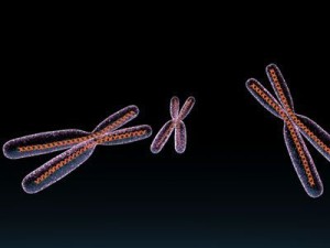 chromosome with dna 3Dモデル