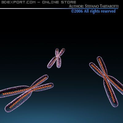 Chromosome With Dna 3d Model In Anatomy 3dexport