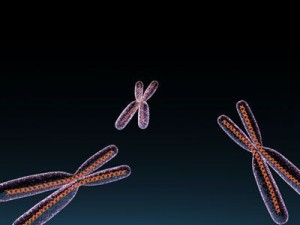 chromosome with dna 3Dモデル