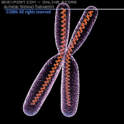 Chromosome With Dna 3d Model In Anatomy 3dexport