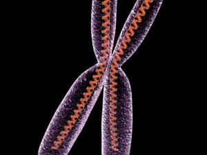 chromosome with dna 3Dモデル