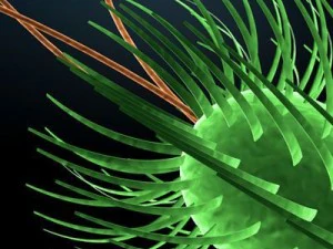 bakteri escherichia coli Model 3D