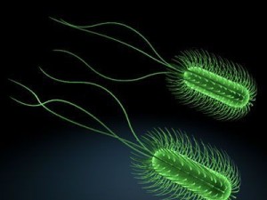 escherichia coli bacteria Model 3D
