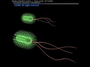escherichia coli bacteria Model 3D