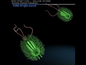 escherichia coli bacteria Model 3D
