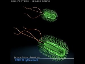 escherichia coli bacteria Model 3D