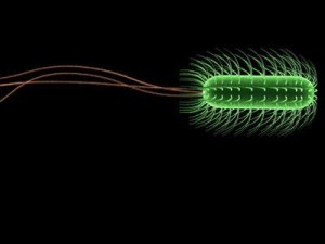 escherichia coli bacteria Model 3D