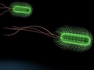 escherichia coli bacteria Model 3D