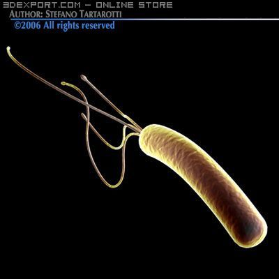 helicobacter pylori bacteria Modelo 3D .c4d .max .obj .3ds .fbx .stl .blend 