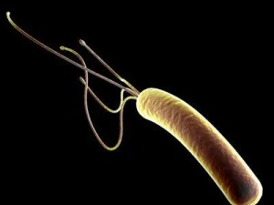 bakterie Helicobacter pylori Model 3D