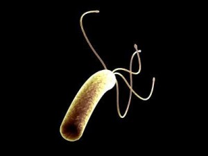 helicobacter pylori bacteria Modelo 3D