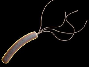 helicobacter pylori bacteria Modelo 3D