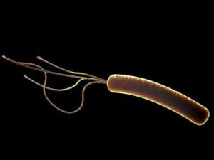 helicobacter pylori bacteria Modelo 3D