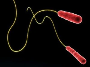 bakterie Legionelli Model 3D