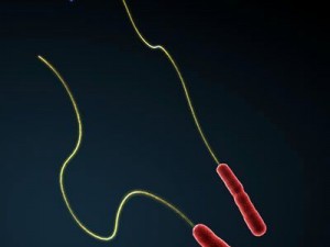 legionella bacteria Model 3D