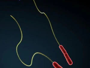 legionella bacteria 3D Model