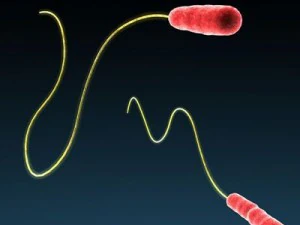 legionella bacteria 3D Model