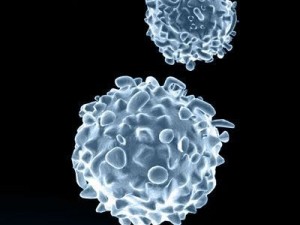 white blood cells 3D 模型