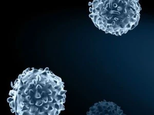 white blood cells 3D Model