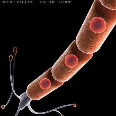 neuron cell 3D Model .c4d .max .obj .3ds .fbx .stl .blend 