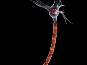 neuron cell 3D Model
