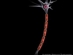 neuron cell 3D Model