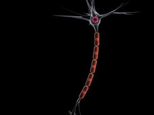 neuron cell 3D Model