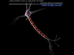 neuron cell 3D Model