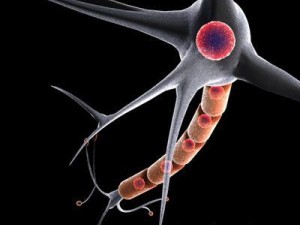 neuron cell 3D Model